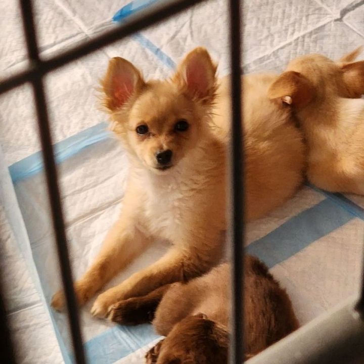 Triton , an adopted Pomeranian & Chihuahua Mix in Clovis, CA_image-4