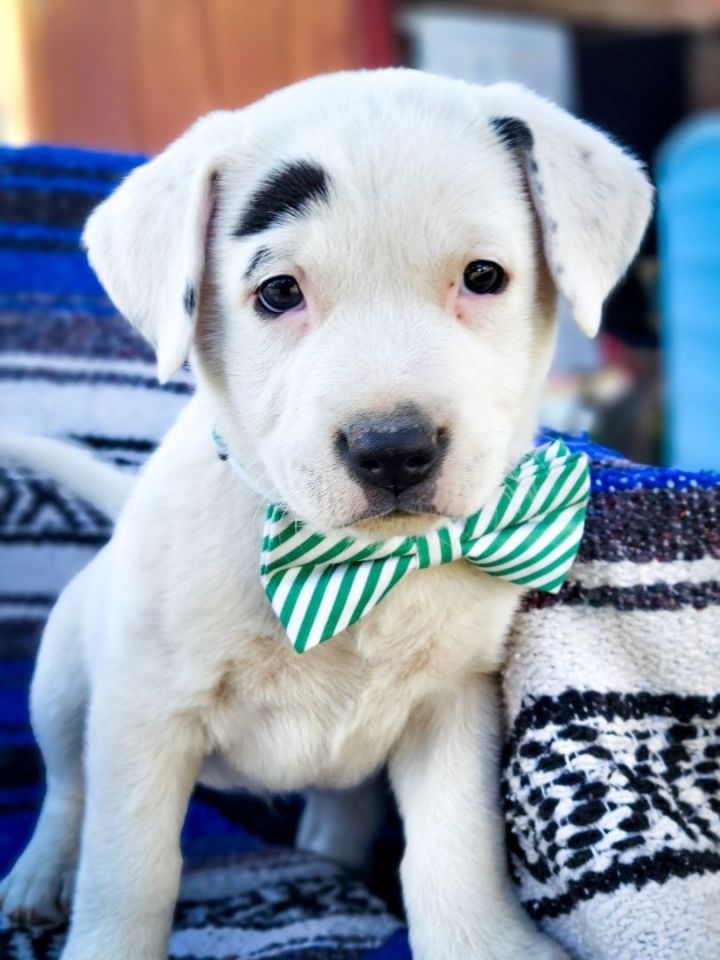 Dog for adoption - St. Valentine, a Pit Bull Terrier Mix in Murrieta, CA |  Petfinder