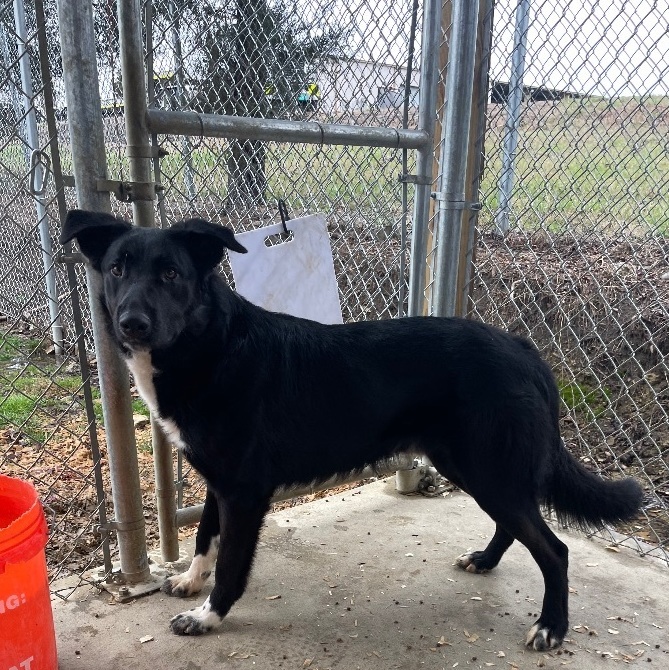 Dog for adoption - Luca, a Border Collie & Great Pyrenees Mix in Pulaski,  TN | Petfinder