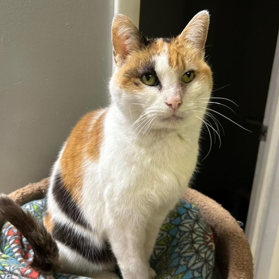 Cat for adoption - Etta, a Calico in Momence, IL | Petfinder