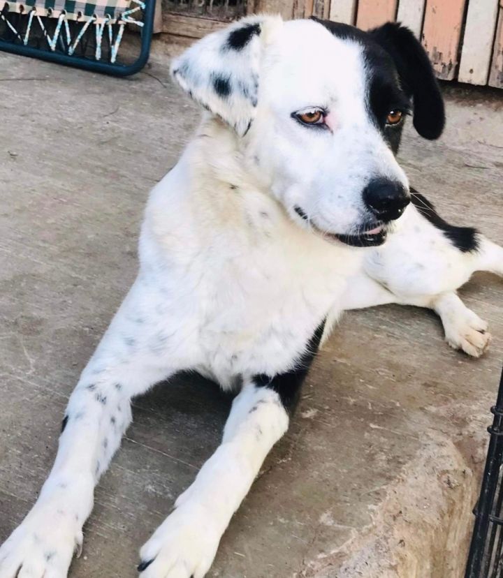 Savant Udholdenhed sjælden Dog for adoption - Luna, a Border Collie & English Pointer Mix in La  Misión, BCN | Petfinder