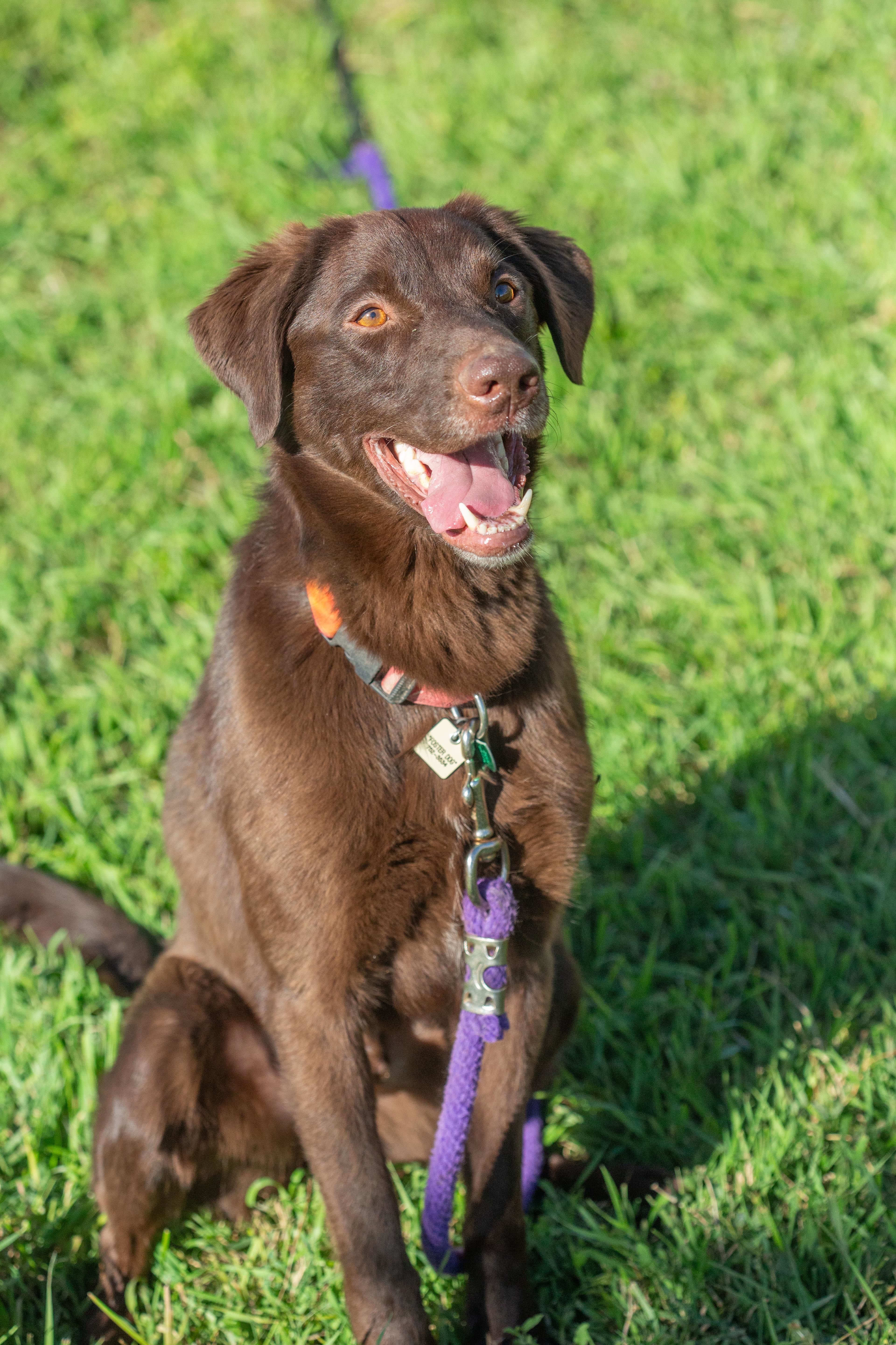 Brownie , an adoptable Chocolate Labrador Retriever in Millville, UT, 84326 | Photo Image 1