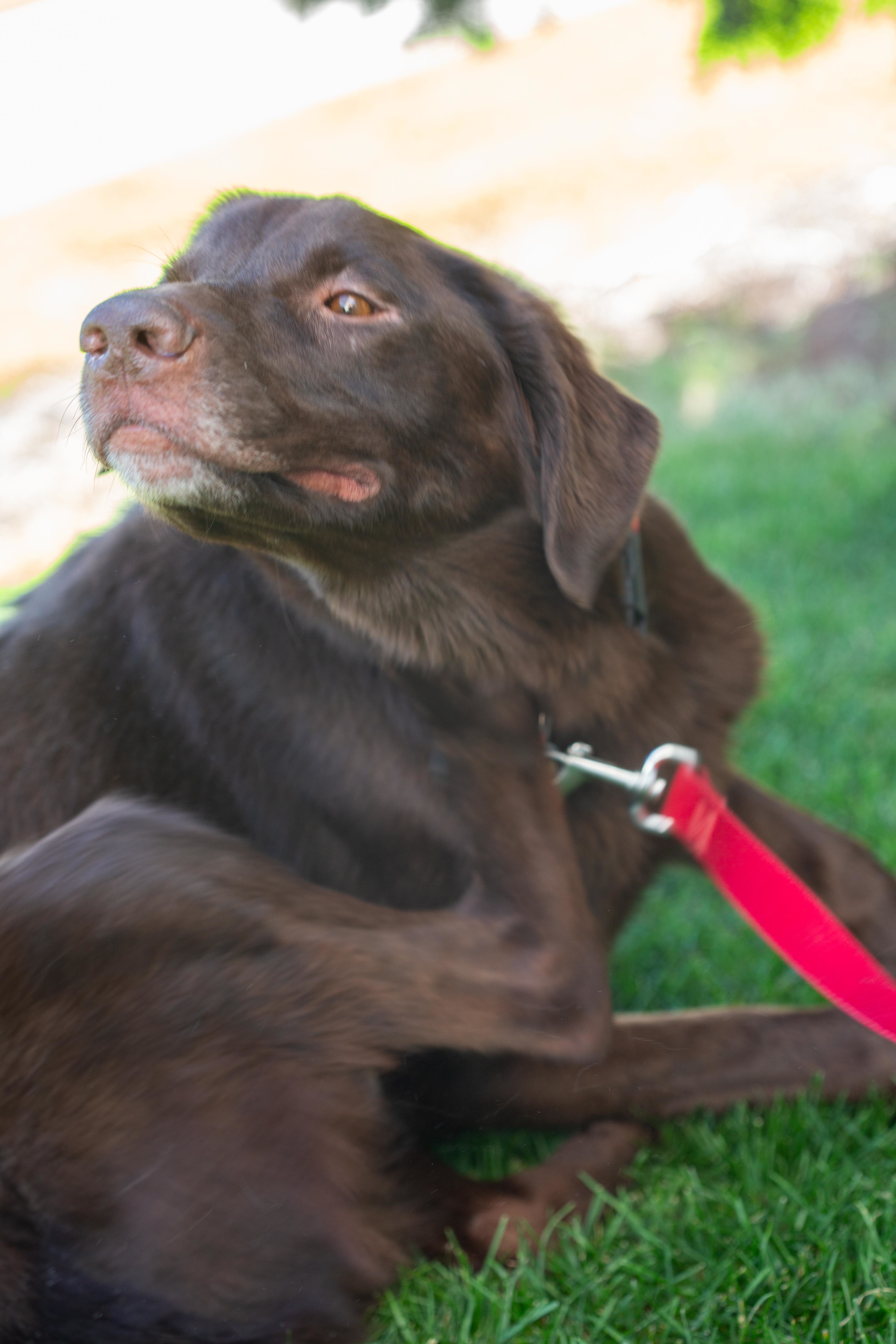 Brownie , an adoptable Chocolate Labrador Retriever in Millville, UT, 84326 | Photo Image 4