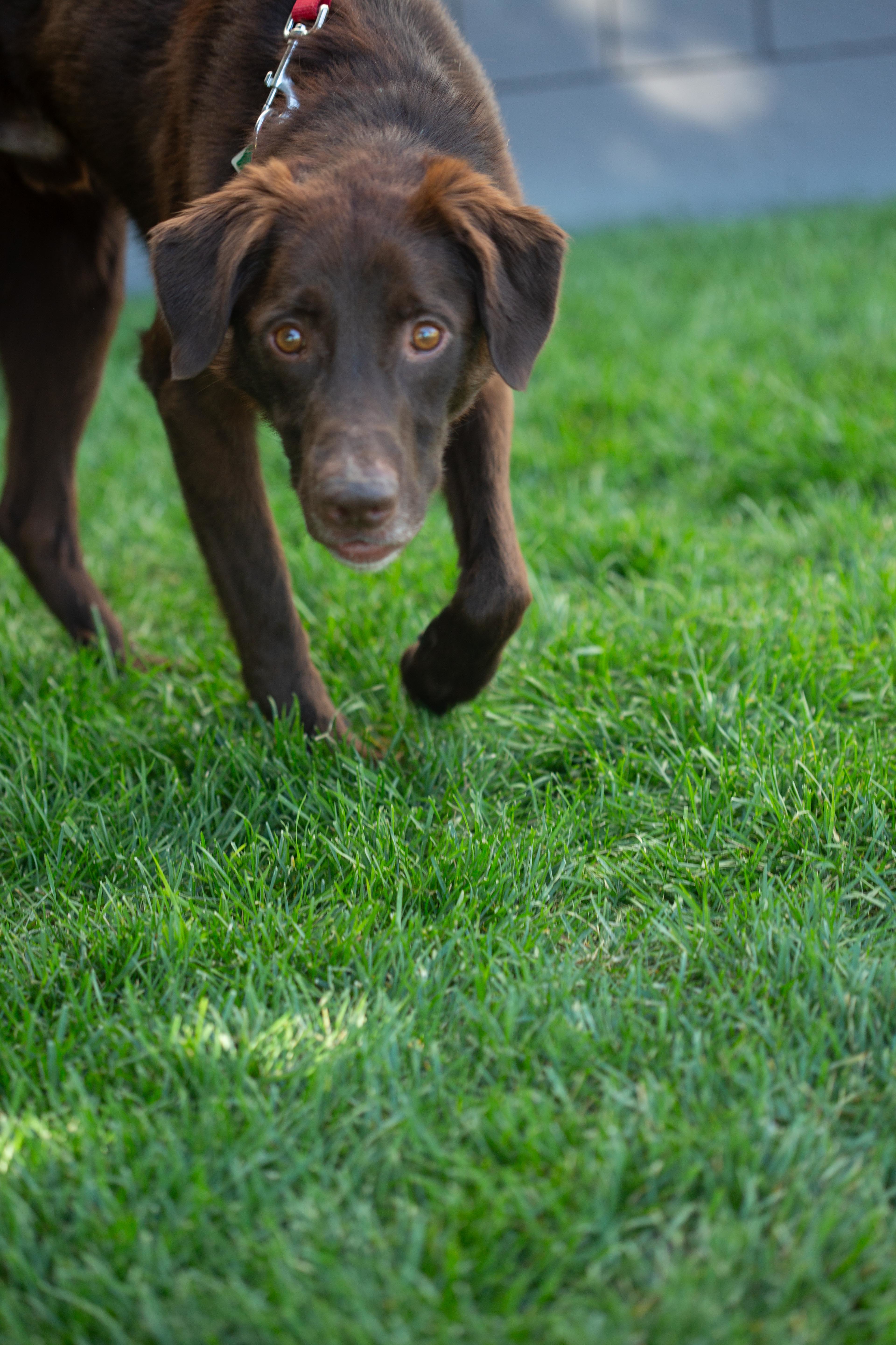 Brownie , an adoptable Chocolate Labrador Retriever in Millville, UT, 84326 | Photo Image 5