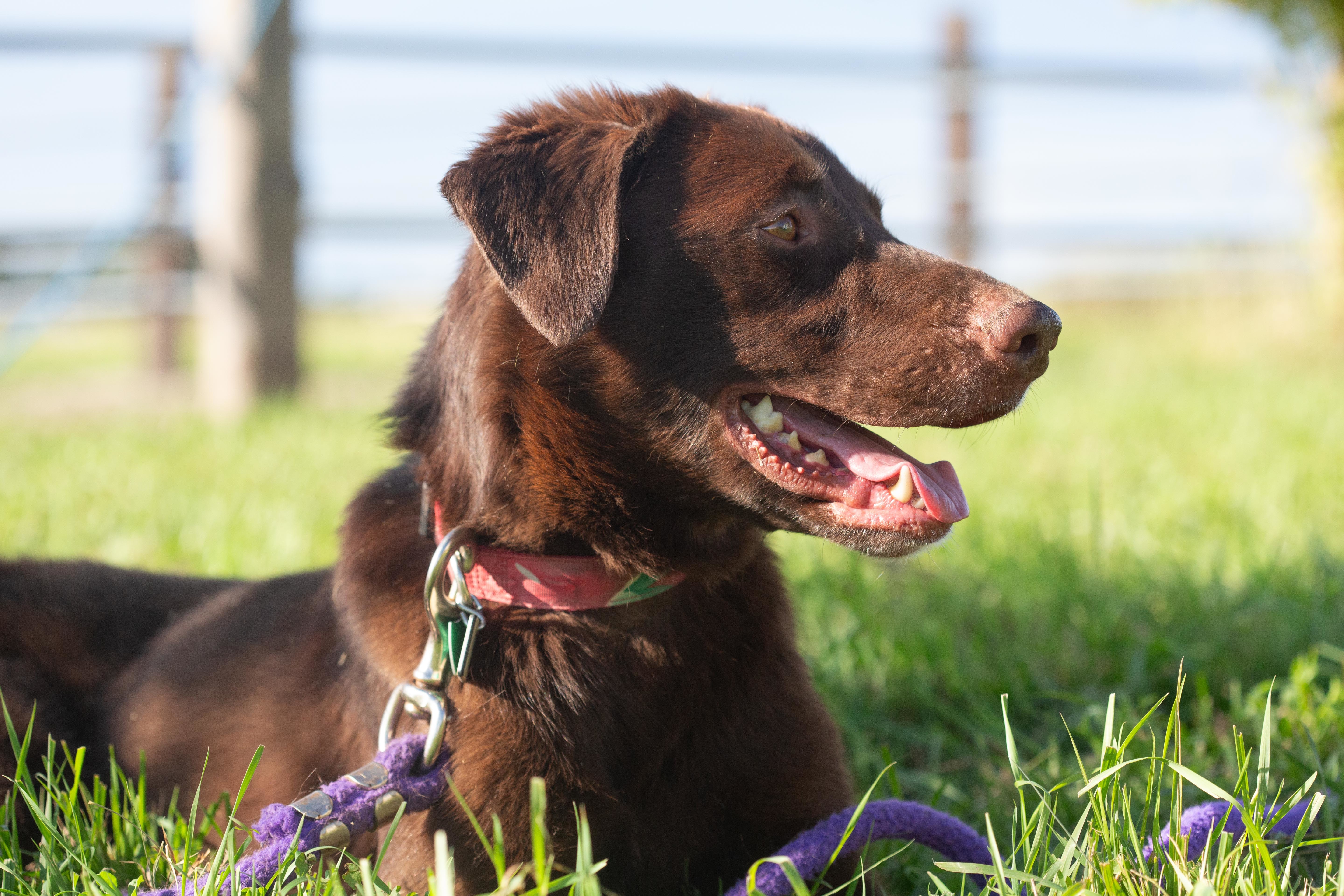 Brownie , an adoptable Chocolate Labrador Retriever in Millville, UT, 84326 | Photo Image 6
