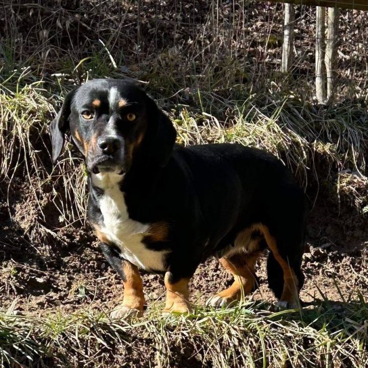 Georgia , an adoptable Beagle Mix in Highland, MD_image-3