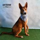 NEROLI's profile on Petfinder.com