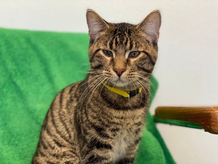 Furredrick, an adoptable Tabby & Tiger Mix in Pierre, SD_image-2