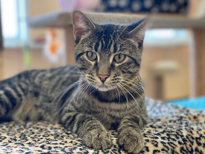 Furredrick, an adoptable Tabby & Tiger Mix in Pierre, SD_image-1