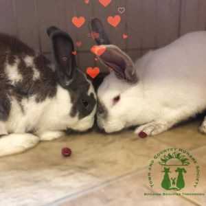 Princess Daphne (fostered in Omaha), Adult Female unknown