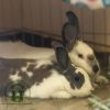 Princess Daphne (fostered in Omaha) photo 2