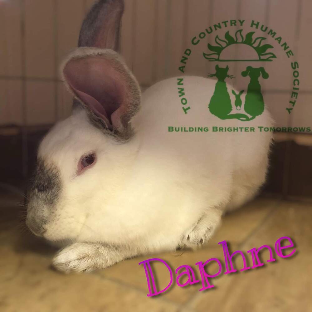 Princess Daphne (fostered in Omaha)