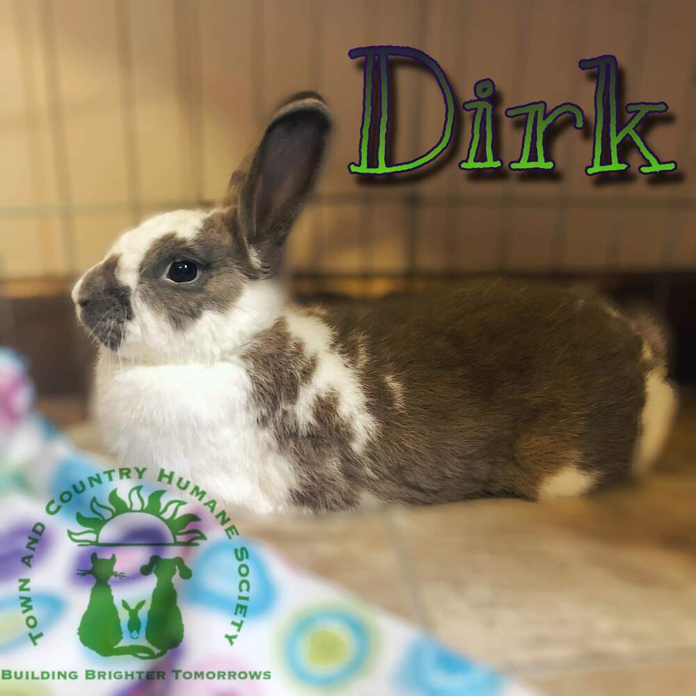Dirk the Daring (fostered in Omaha)