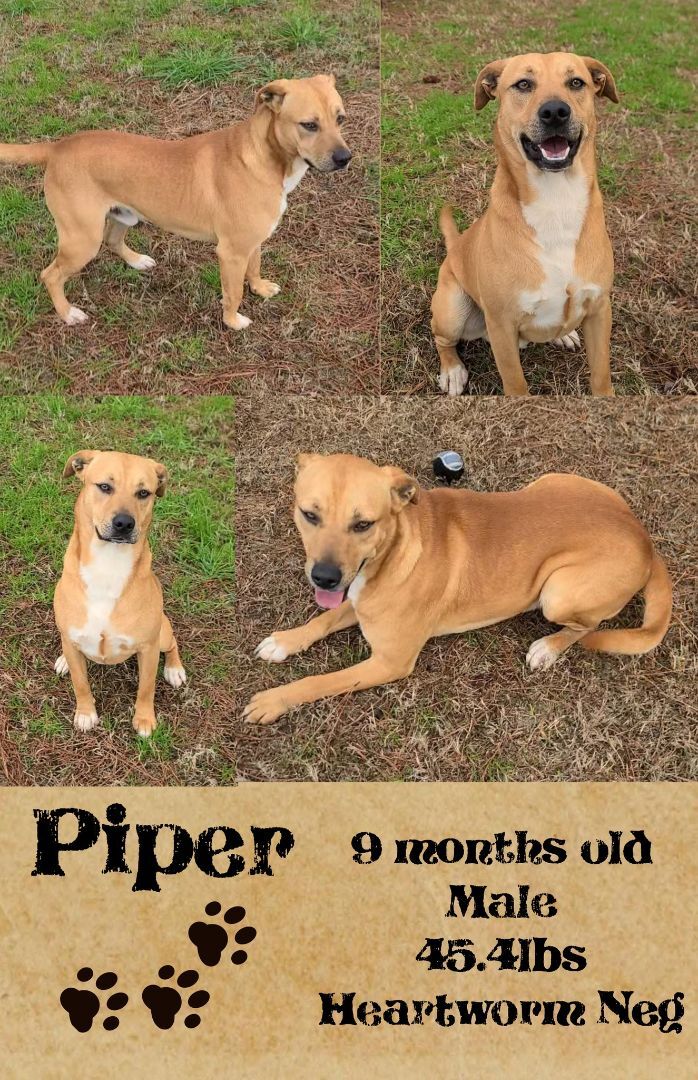 Piper detail page