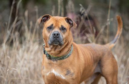 Titan, an adoptable Rottweiler in Lincoln, MI, 48742 | Photo Image 2