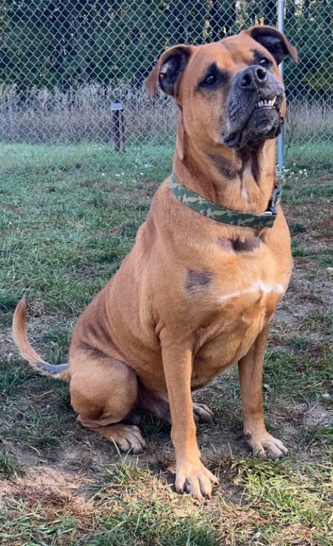 Titan, an adoptable Rottweiler in Lincoln, MI, 48742 | Photo Image 3
