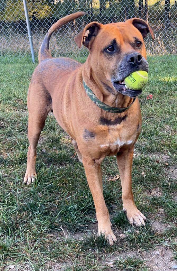 Titan, an adoptable Rottweiler in Lincoln, MI, 48742 | Photo Image 4