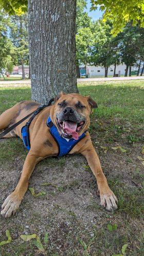 Titan, an adoptable Rottweiler in Lincoln, MI, 48742 | Photo Image 1