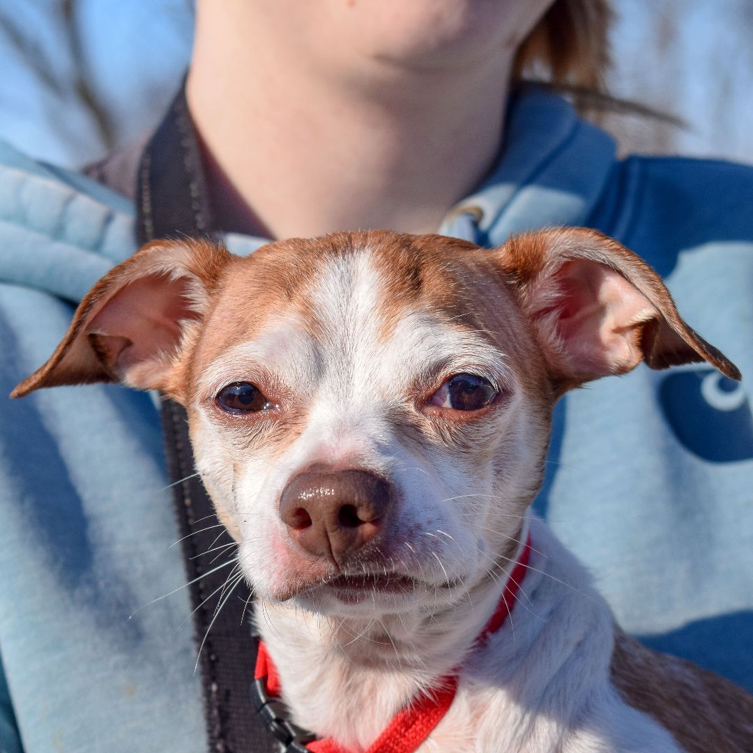 Dog for adoption - Timmy, a Chihuahua & Italian Greyhound Mix in Huntley,  IL | Petfinder