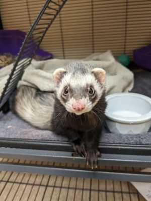 Ferret for adoption - Cinnamon (freckles on nose), a Ferret in Westland, MI  | Petfinder