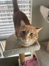 Beans aka Tony Pepperoni 