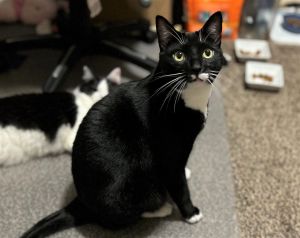 Mocha