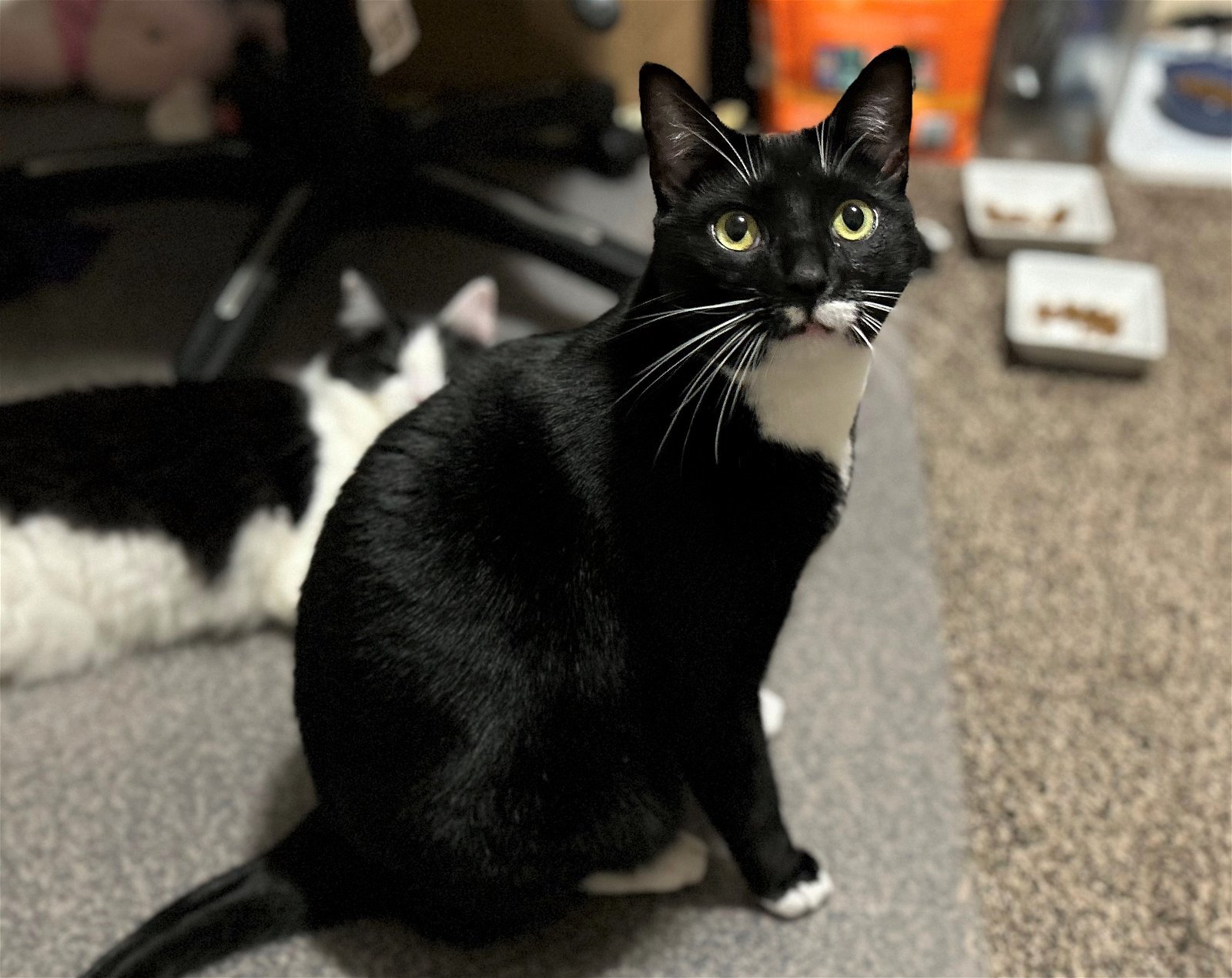 Mocha, an adoptable Tuxedo, Domestic Short Hair in Springfield, OR, 97475 | Photo Image 1