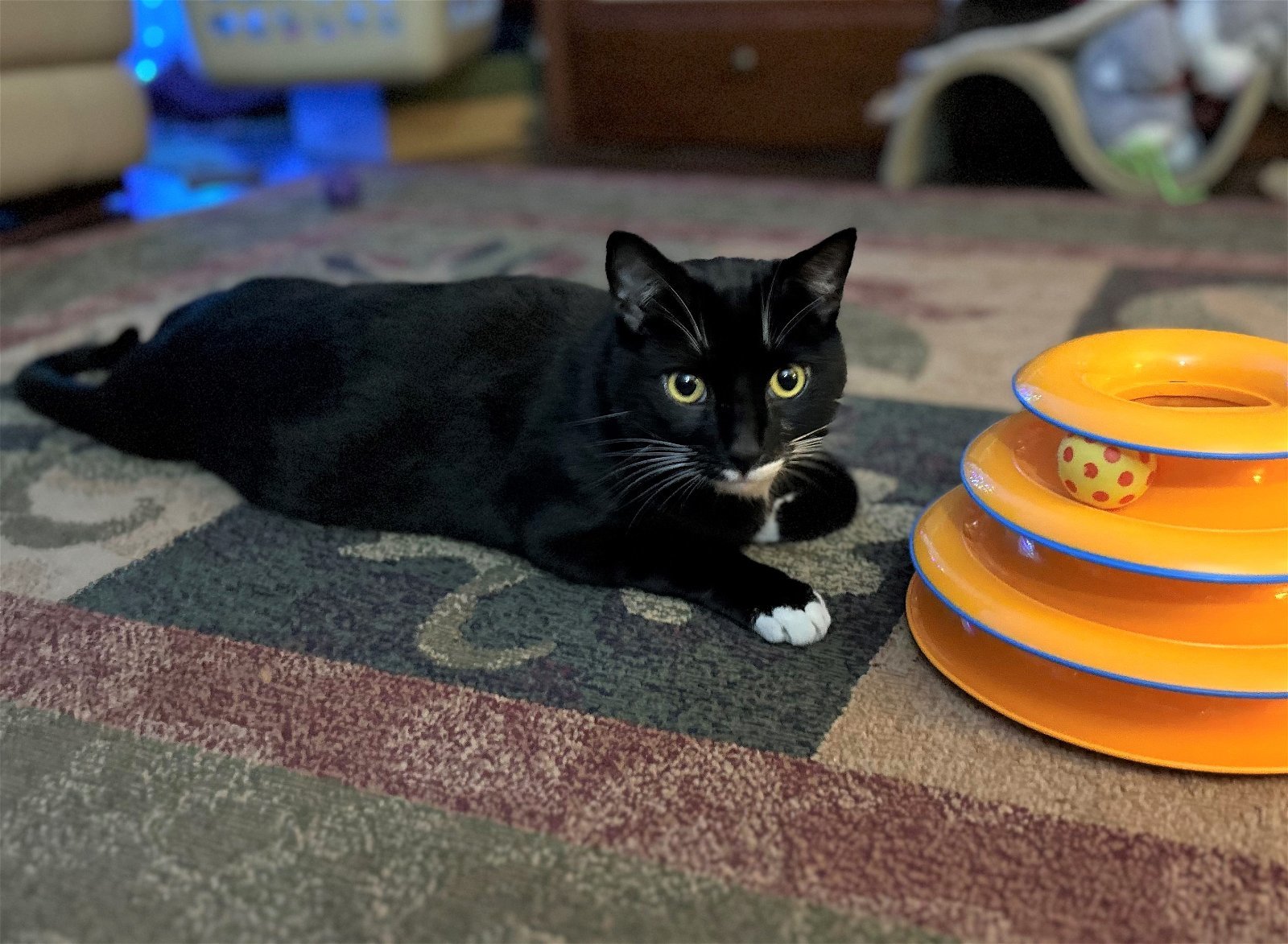 Mocha, an adoptable Tuxedo, Domestic Short Hair in Springfield, OR, 97475 | Photo Image 2