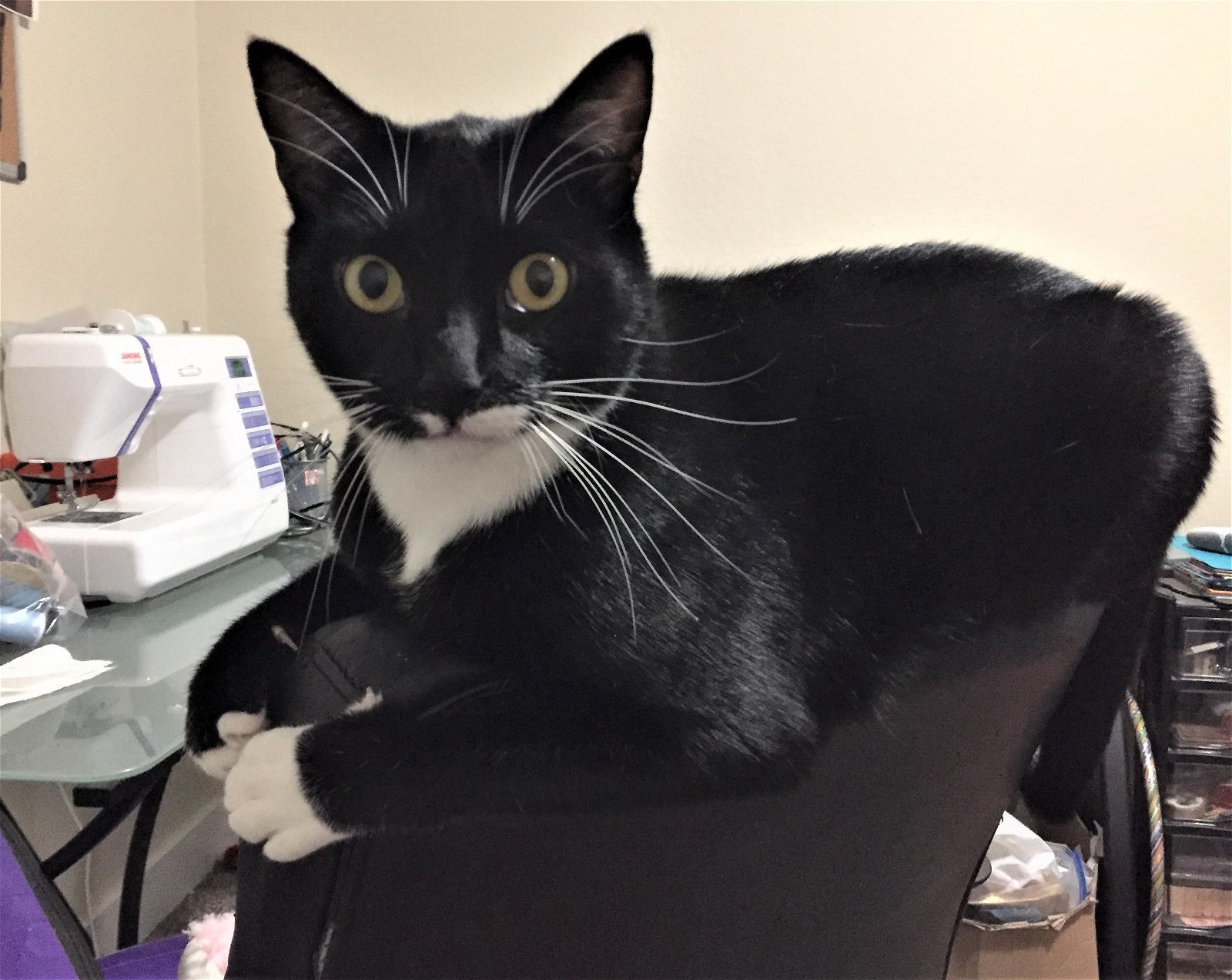 Mocha, an adoptable Tuxedo, Domestic Short Hair in Springfield, OR, 97475 | Photo Image 3