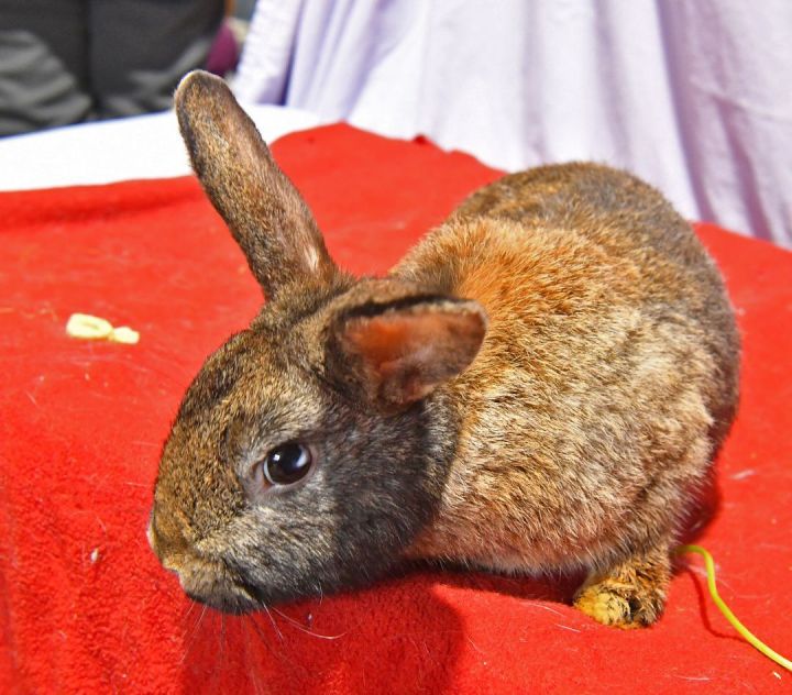 Floppy, an adoptable Bunny Rabbit in East Syracuse, NY_image-1