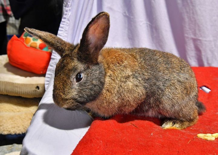Floppy, an adoptable Bunny Rabbit in East Syracuse, NY_image-3