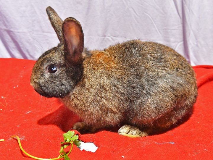 Floppy, an adoptable Bunny Rabbit in East Syracuse, NY_image-5