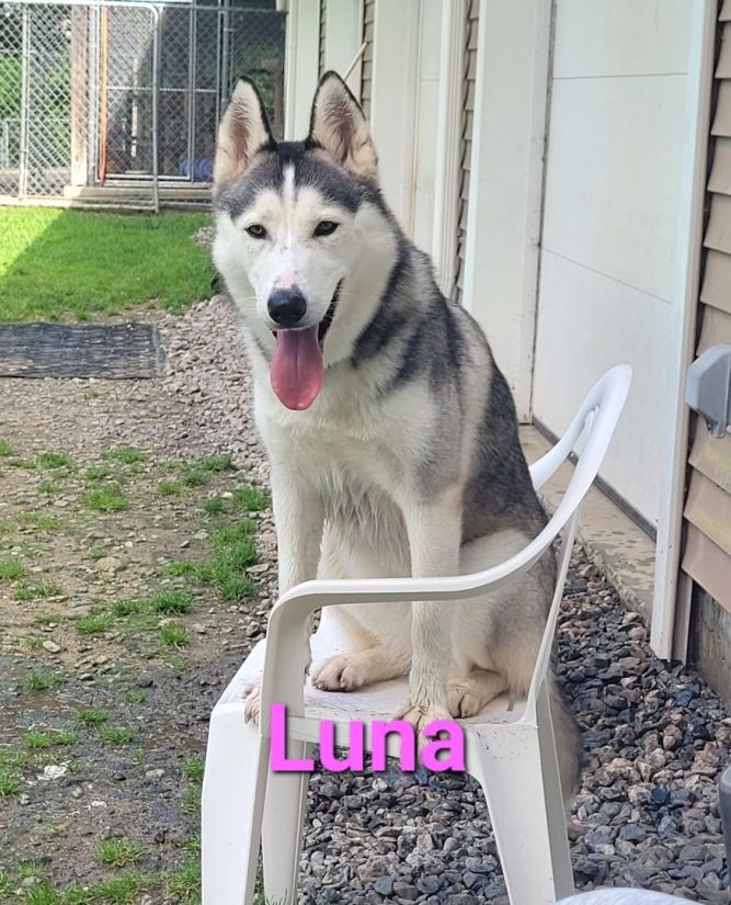 Dog for adoption - Luna, a Siberian Husky in Terryville, CT | Petfinder