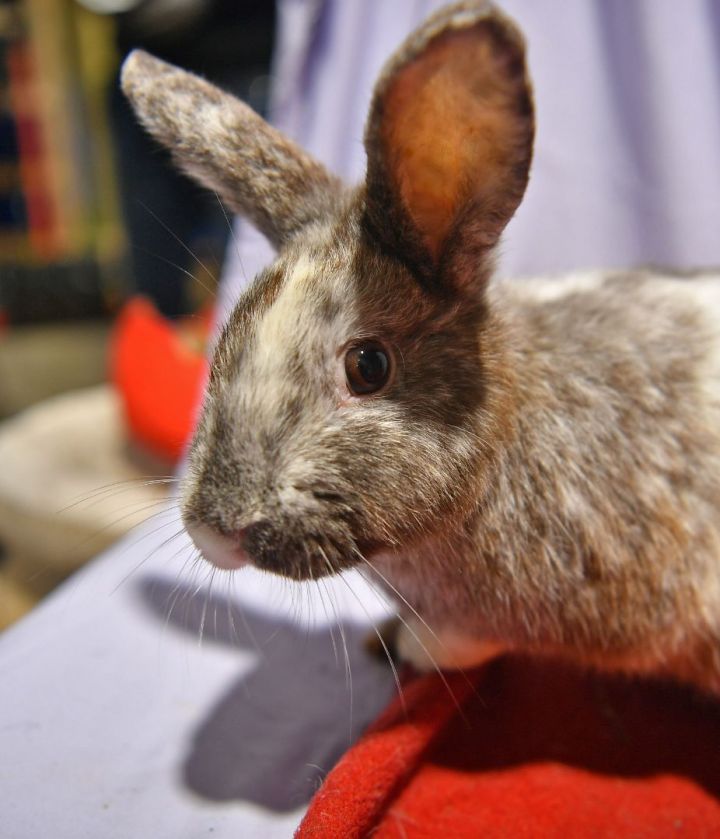 Misty, an adoptable Bunny Rabbit in East Syracuse, NY_image-4