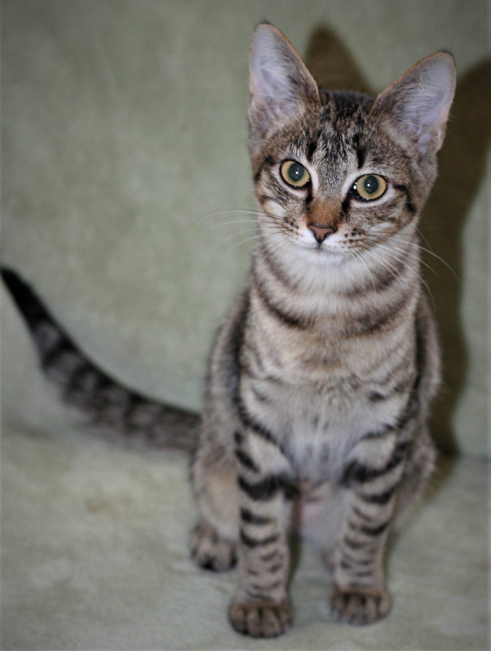 Spicy, an adoptable Domestic Short Hair, Tabby in Attalla, AL, 35954 | Photo Image 2