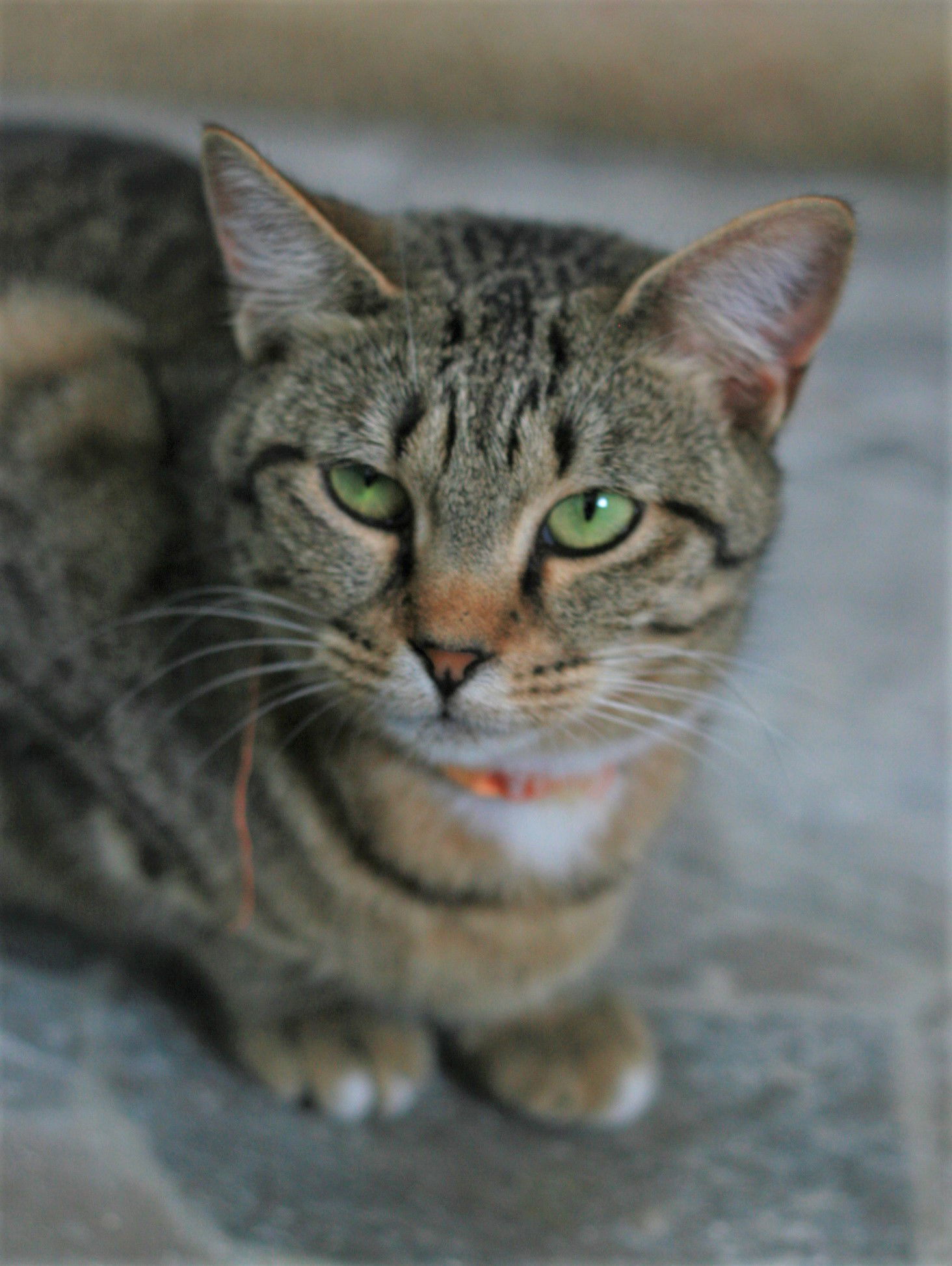 Stevella, an adoptable Domestic Short Hair, Tabby in Attalla, AL, 35954 | Photo Image 2