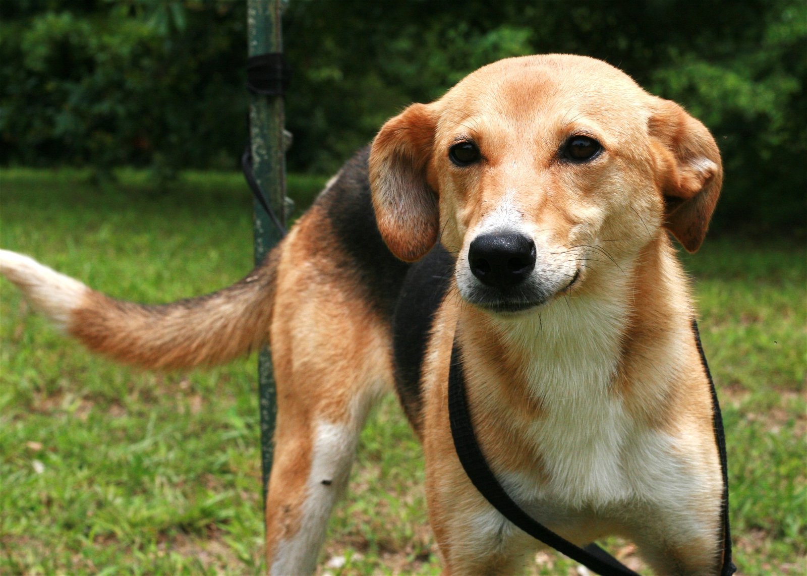 Moa, an adoptable Feist, German Shepherd Dog in Attalla, AL, 35954 | Photo Image 1