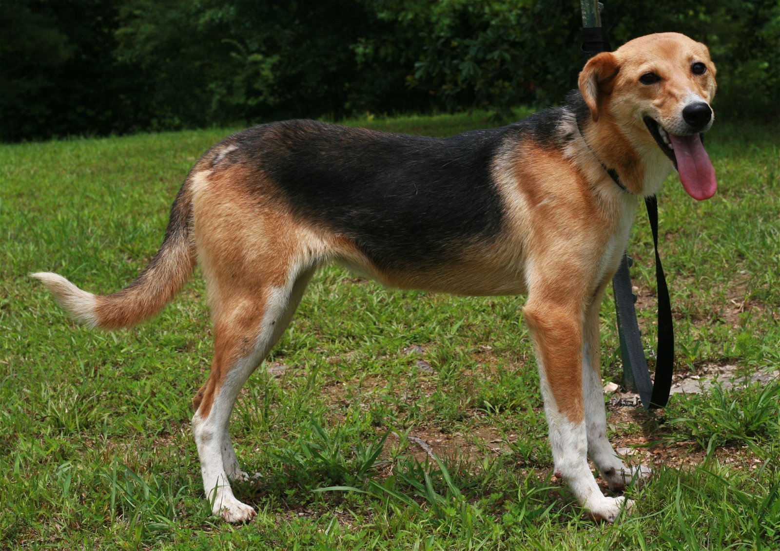 Moa, an adoptable Feist, German Shepherd Dog in Attalla, AL, 35954 | Photo Image 5
