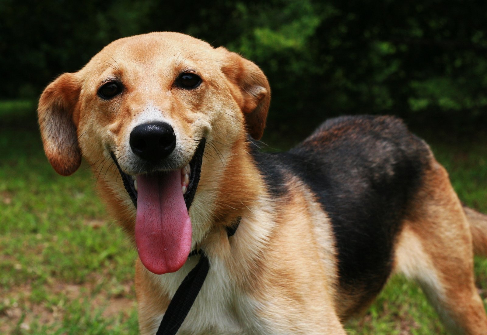 Moa, an adoptable Feist, German Shepherd Dog in Attalla, AL, 35954 | Photo Image 6