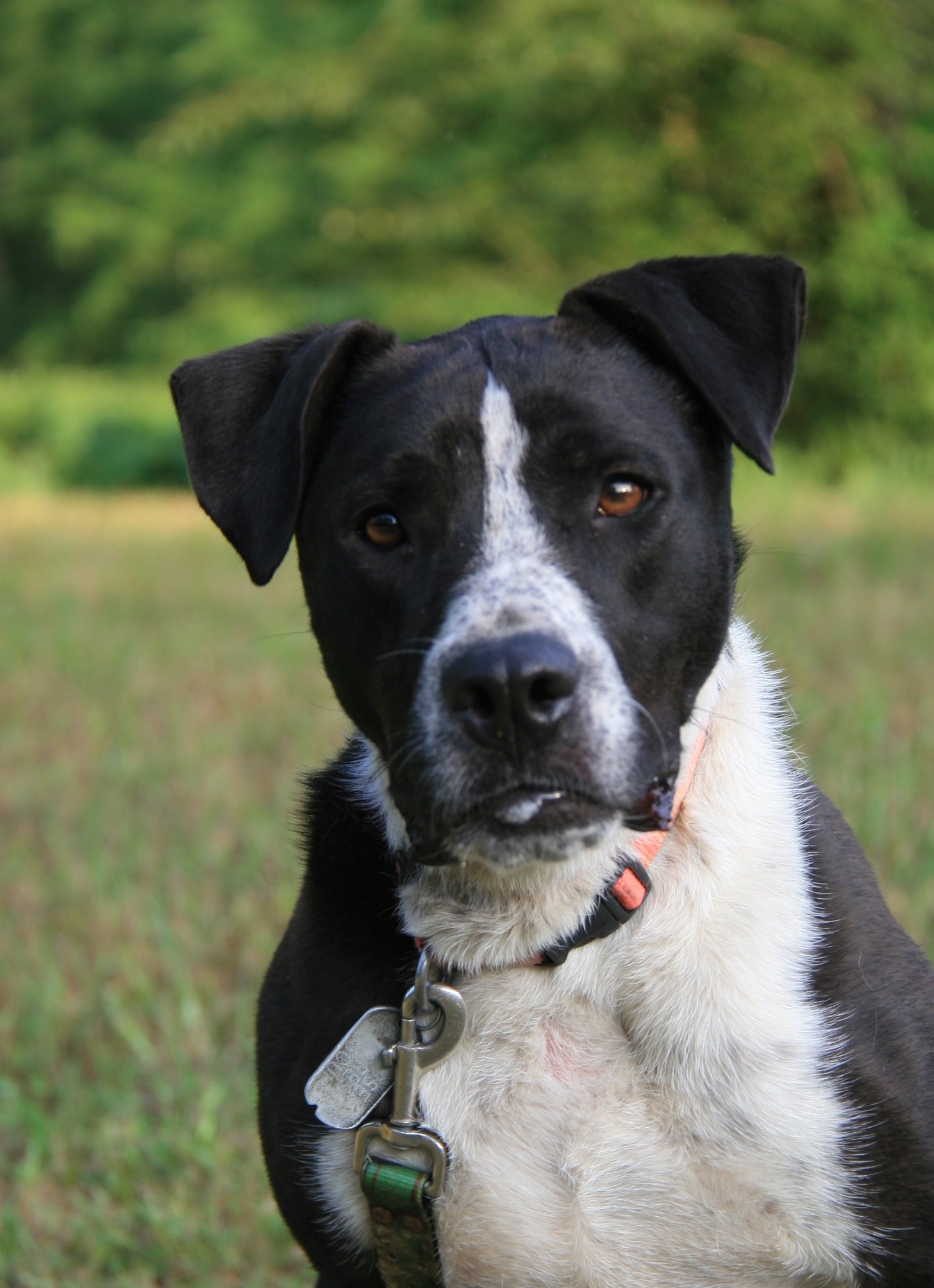 Great dane pointer store mix