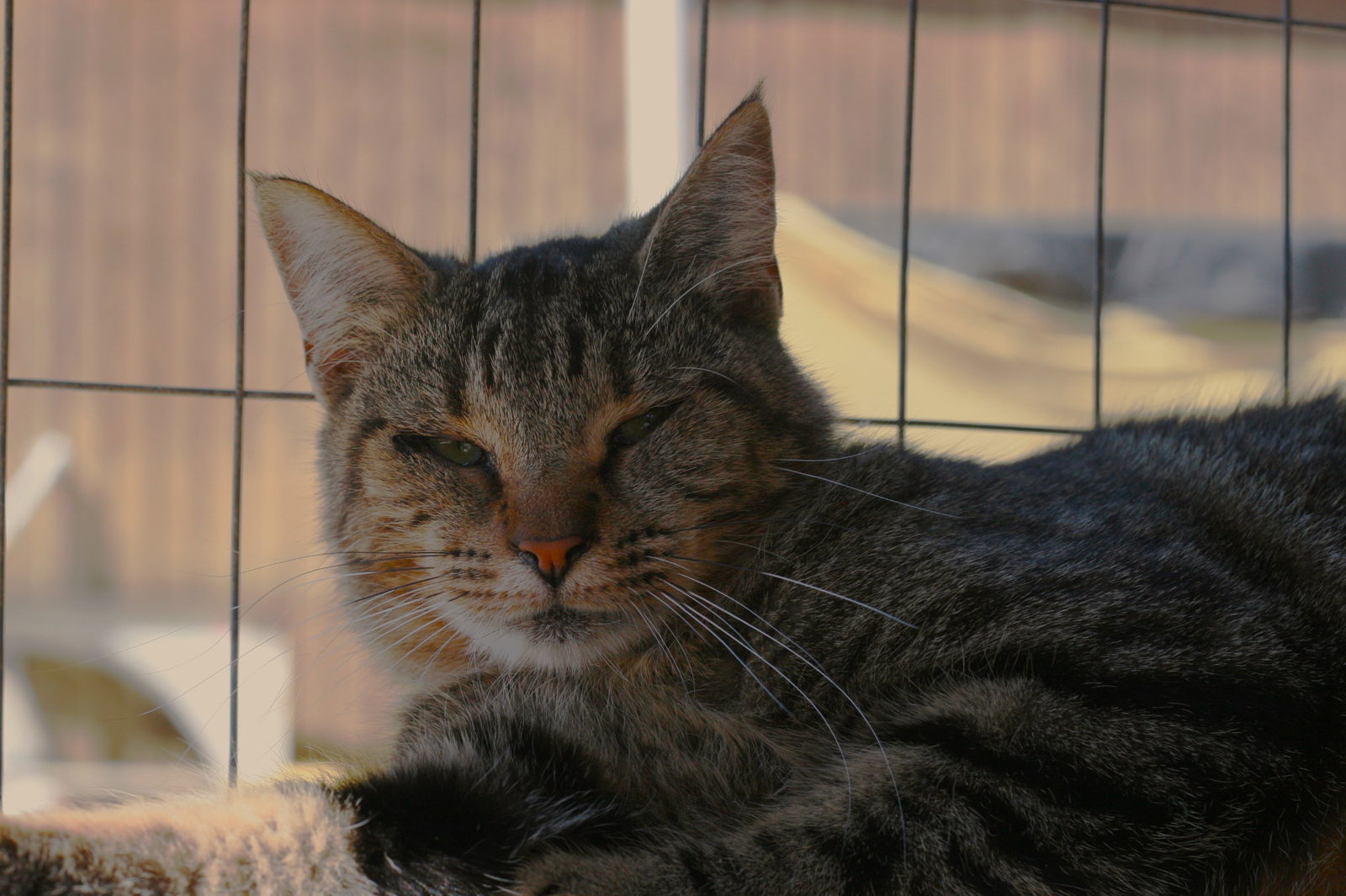 Peppa, an adoptable Domestic Medium Hair, Tabby in Attalla, AL, 35954 | Photo Image 3