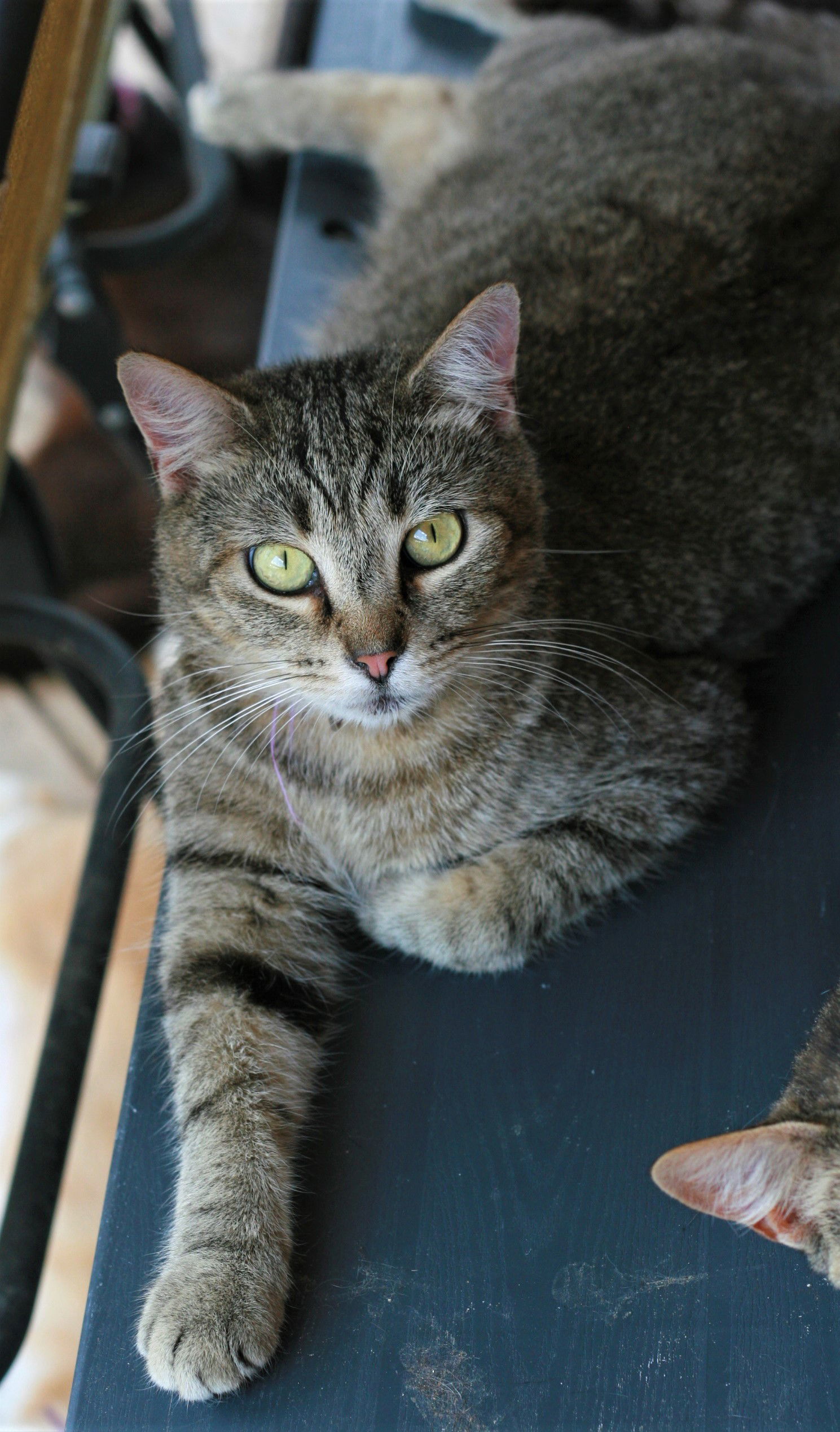 Bubba, an adoptable Domestic Short Hair, Tabby in Attalla, AL, 35954 | Photo Image 3