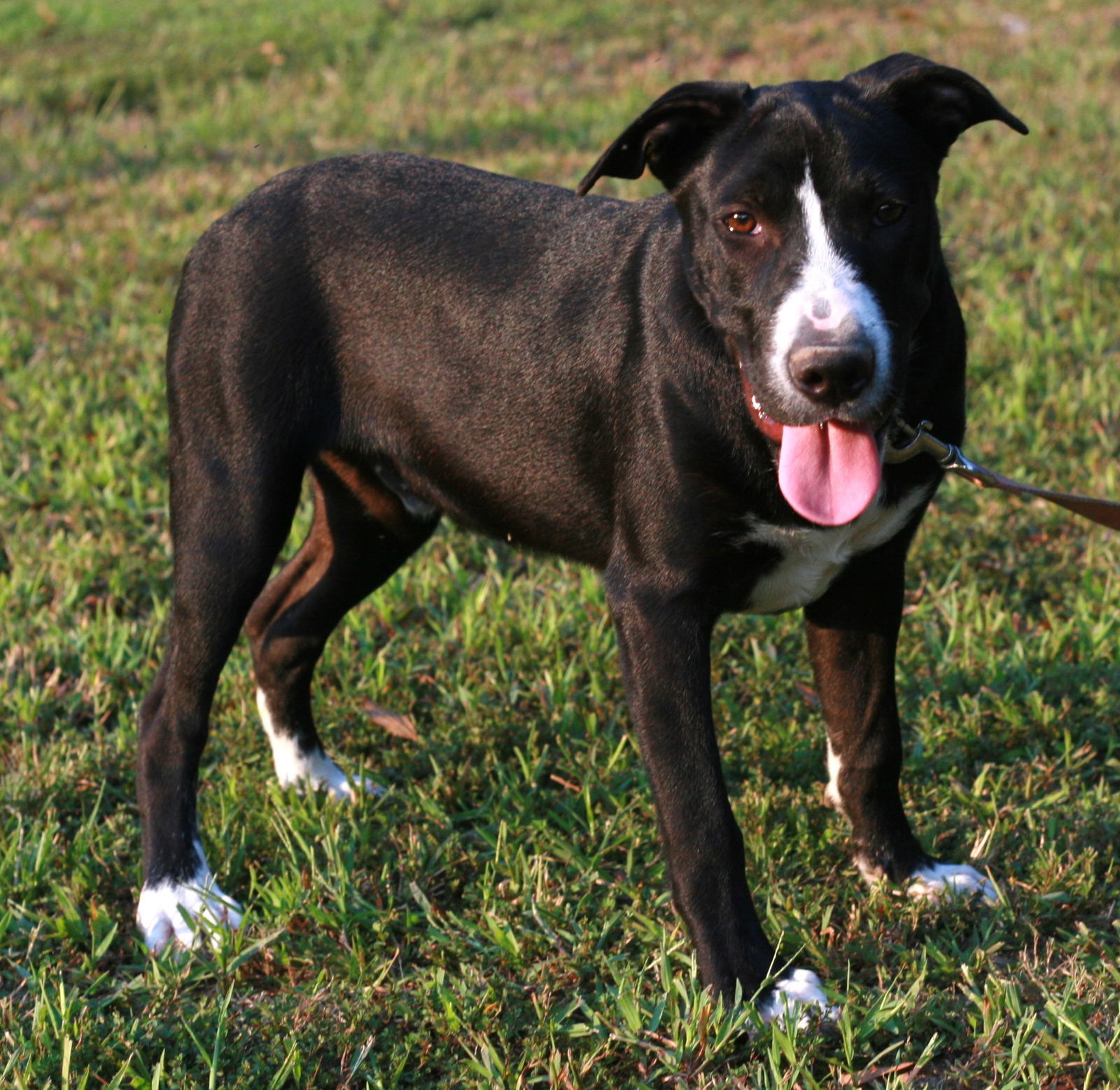 Colton, an adoptable Shar-Pei, Labrador Retriever in Attalla, AL, 35954 | Photo Image 2