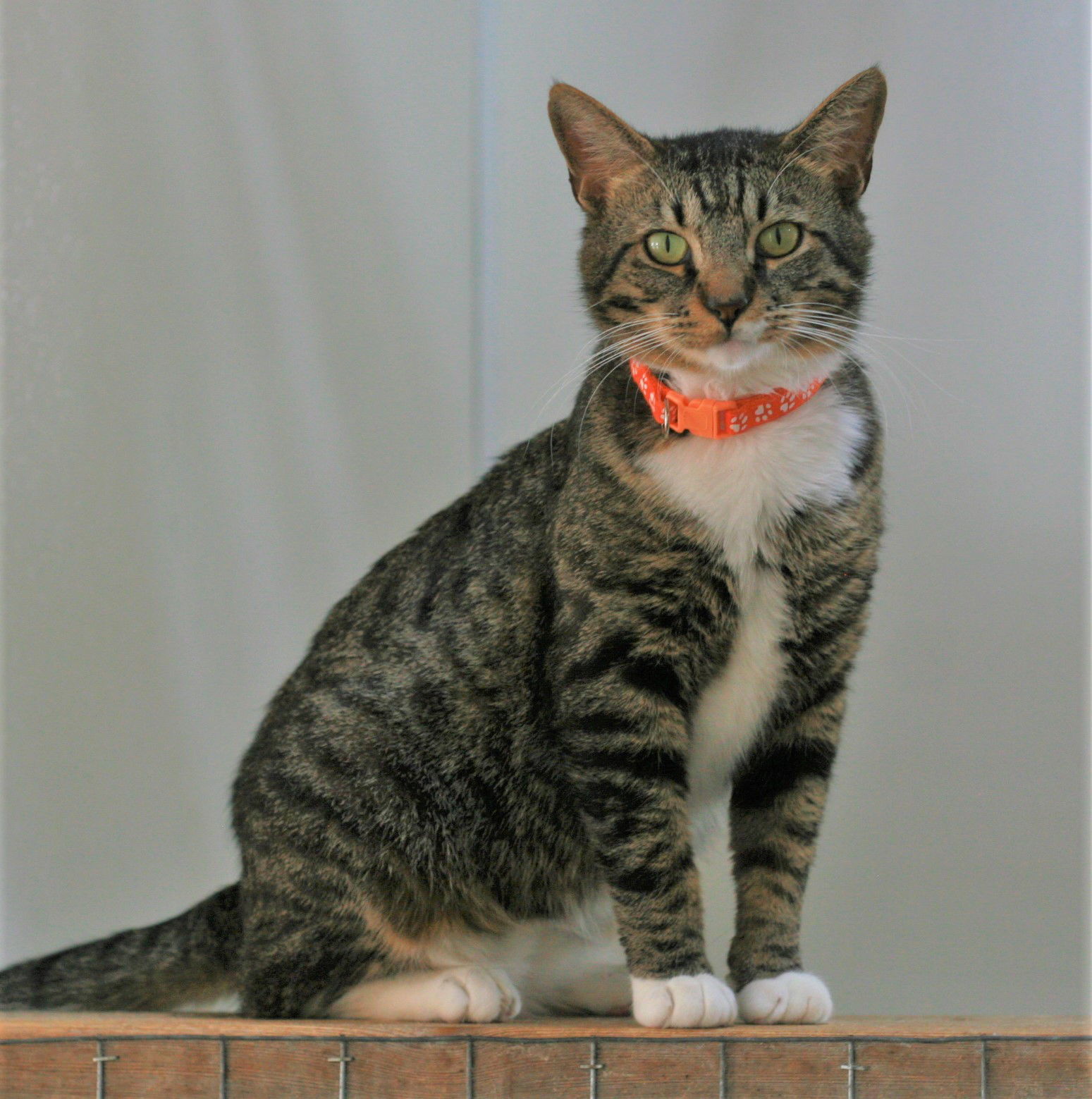 Duke, an adoptable Domestic Short Hair, Tabby in Attalla, AL, 35954 | Photo Image 3