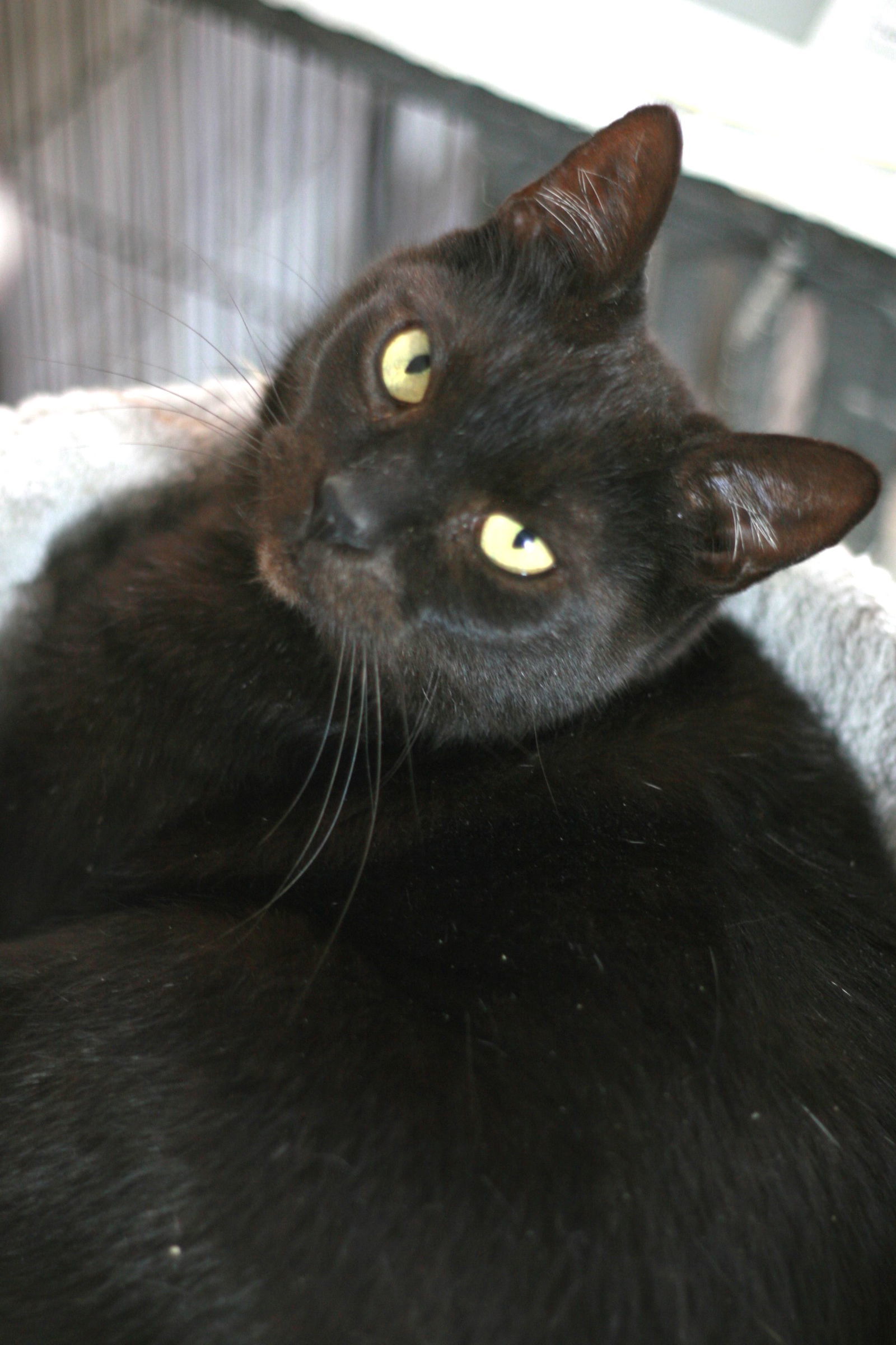 PatPat, an adoptable Domestic Short Hair in Attalla, AL, 35954 | Photo Image 3