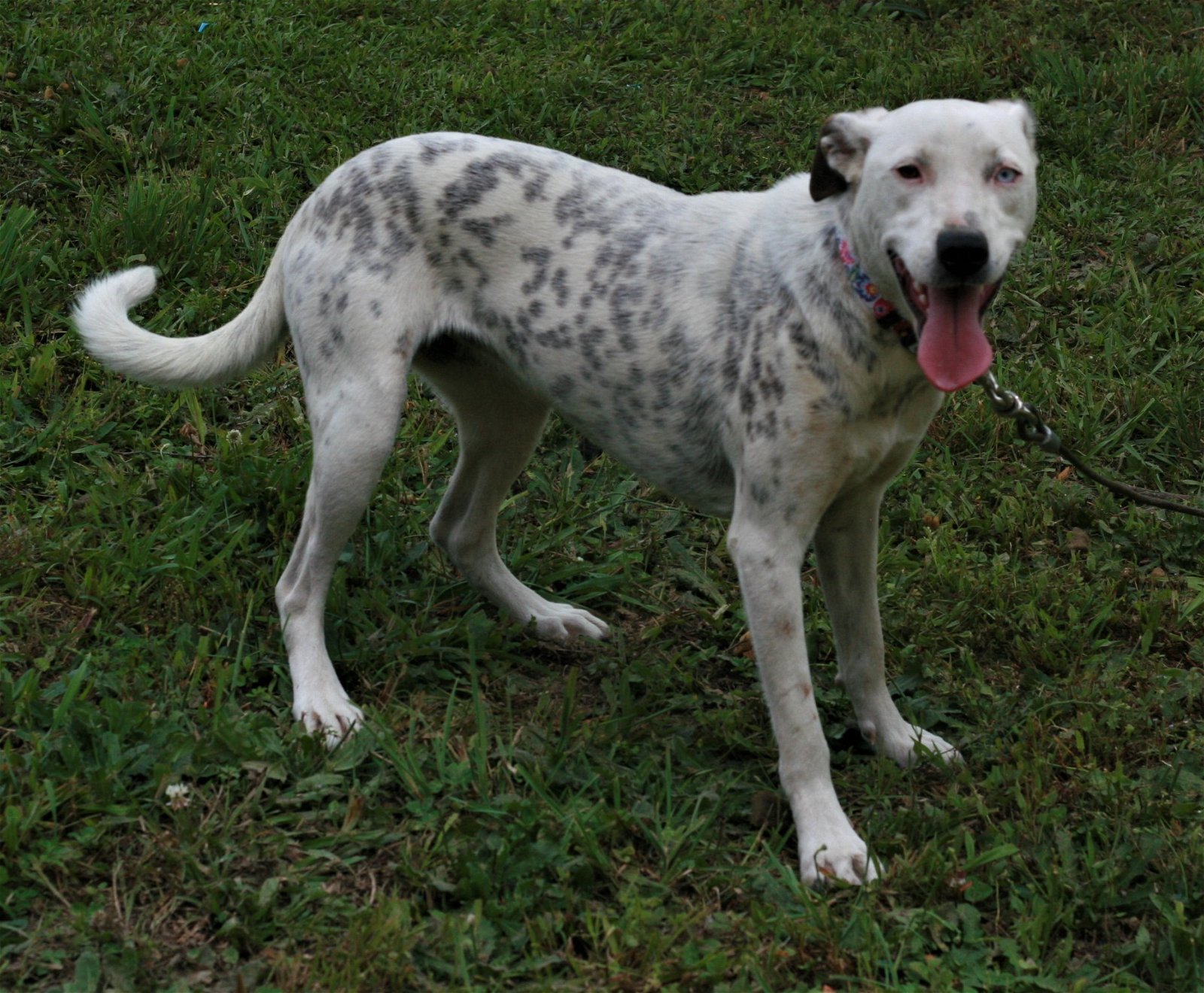 Liana, an adoptable Dalmatian, Labrador Retriever in Attalla, AL, 35954 | Photo Image 2