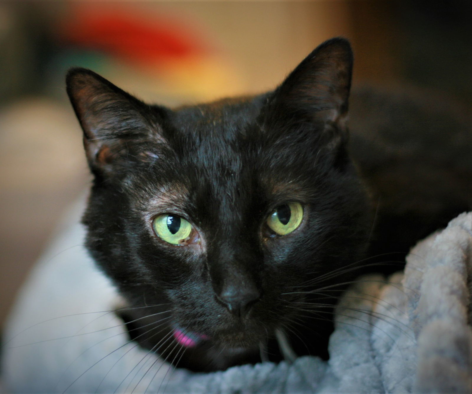 Raven, an adoptable Domestic Short Hair in Attalla, AL, 35954 | Photo Image 1