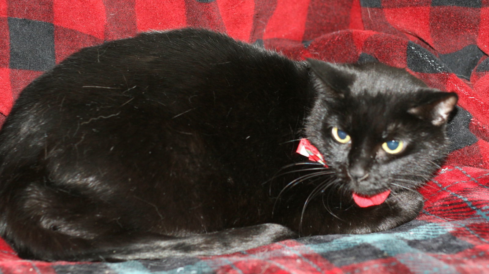 Black Cat, an adoptable Domestic Short Hair in Attalla, AL, 35954 | Photo Image 2