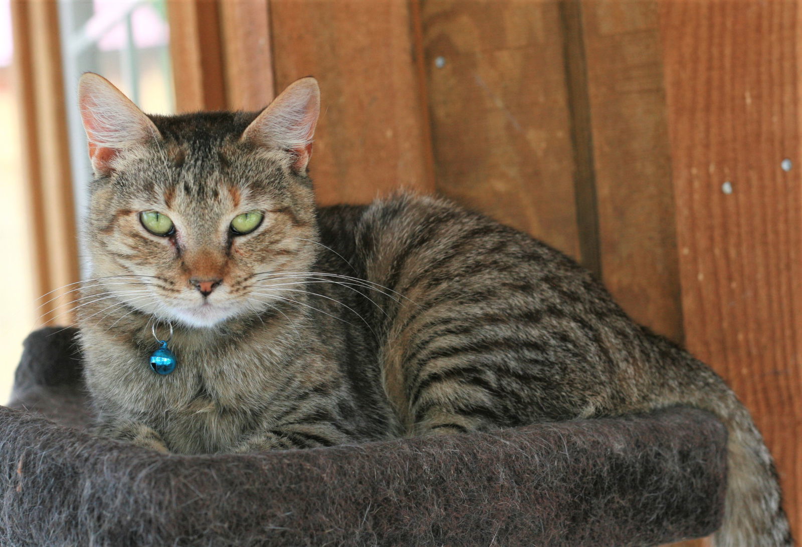 Estella, an adoptable Domestic Short Hair, Tabby in Attalla, AL, 35954 | Photo Image 3