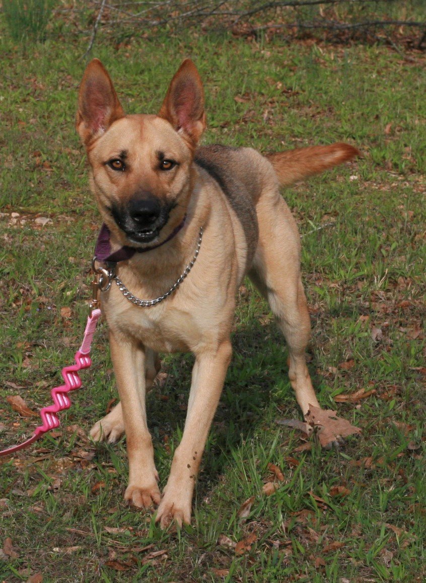 Dog for adoption - Blondie, a German Shepherd Dog & Belgian Shepherd ...